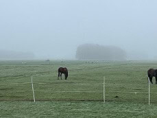 paarden, reeën en ganzen